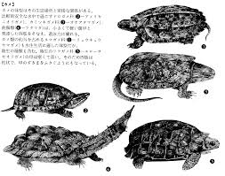 Gambar animasi bergerak di bawah ini menunjukkan seekor kura kura tengah tertawa terbahak b. Penyu Reptilia Amfibia Mimir Kamus