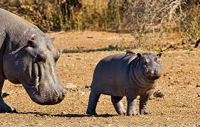 Image result for Hippobromus