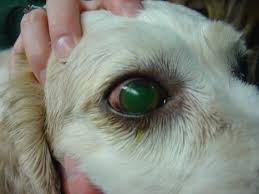 Dog Eye Problems Should Not Be Ignored Learn What To Do If Your Dog S Eye Is Blinking Watery Cloudy Or Red Dogs Eyes Problems Dog Eyes Common Eye Diseases