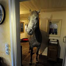 Ärztin wohnt seit über einem Jahr mit Pferd Nasar im Haus