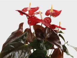 Image result for parožnatka Platycerium