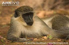 Green Monkey Photos And Facts Animal Spirit Guides Pet Monkey Animal Years
