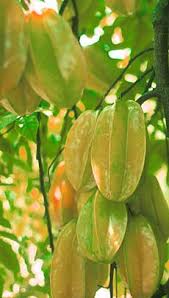 Image result for Averrhoa carambola