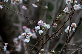 「子福桜」の画像検索結果