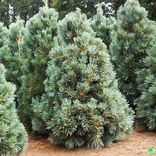 Należy ją sadzić na stanowiskach słonecznych. Vanderwolf S Pyramid Limber Pine Pinus Flexilis Vanderwolf S Pyramid Green Fairytale Nursery Farm