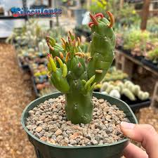 Image result for Austrocylindropuntia