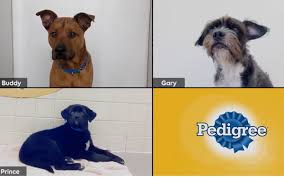 To learn more about each adoptable dog, click on the i icon for some fast facts, or click on their name or photo for full details. Pedigree Helps Dogs Get Adopted Via Zoom Meetups 05 13 2020