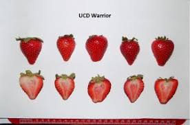 Office Of Research The Uc Patented Strawberry Cultivars