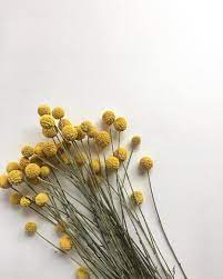 Blooms Craspedia Bouquet Dried Craspedia Bouquet Flatlay Mustard Yellow Craspedia Bouquet Mustard Yellow Flow Mustard Flowers Dried Flowers Yellow Flowers