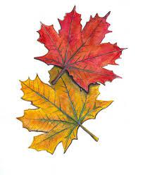 Learn to paint fall leaves in acrylics one easy stroke at a time. Maple Leaves Acrylic Painting Autumn Painting Autumn Art Painted Leaves