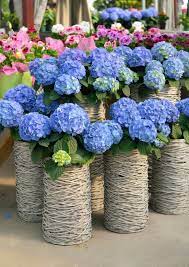 25 Hydrangea Flower Pot And Planter Arrangements Photos Home Stratosphere Planter Arrangements Flower Pots Sustainable Flowers