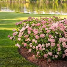 Image result for Hydrangea arborescens Pink Anabelle