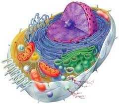 Maybe you would like to learn more about one of these? Cells Plant Vs Animal Cells Pathwayz