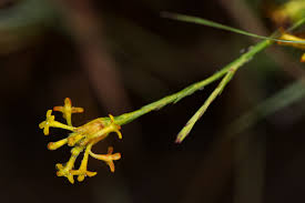 Image result for Gnidia microcephala