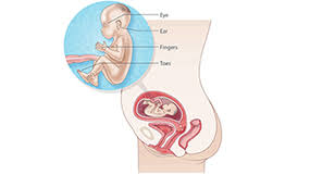 Check spelling or type a new query. 20 Weeks Pregnant Raising Children Network