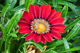 Image result for foto Gazánie