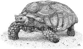 African Spurred Tortoise Stock Art Illustration Tortoise Drawing Drawings Black And White Drawing