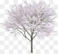 Winter Png Winter Transparent Clipart Free Download Skyy Vodka Distilled Beverage Wine Grey Goose Vodka Tree Drawing Cherry Blossom Tree Sakura Tree