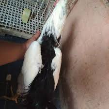 Ayam Tulak Jantan Dewasa Sangat Istimewa Tiada Tara Hewan Peliharaan 755137636