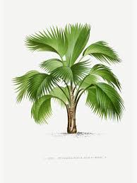 Image result for Hyophorbe indica