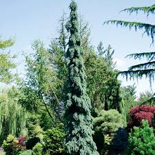 Free shipping on all orders over $99. Weeping White Spruce Pendula Picea Glauca My Garden Life