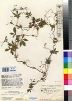 Image result for Ipomoea tenuipes