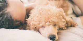 This northern georgia campground is a wonderful spot to enjoy all that georgia has to offer. 11 Pet Friendly Hotels Your Dog And You Will Love