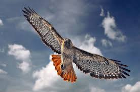 Images Of Uk Birds Of Prey In Flight Red Tailed Hawk Was Seen Circling Over Peace Lutheran Church On Friday Love The Hawks Photo By Beachwalker2008 Red Tailed Hawk Hawk Photos Pet Birds