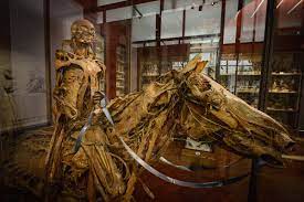 Δείτε περισσότερα σχετικά με τη σελίδα le maître de l'horreur στο facebook. Insolite Le Musee Fragonard Musee Des Horreurs Medicales Rouvre Ses Portes Paris Secret