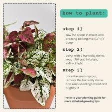 Image result for Hypoestes