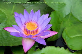 Image result for Nymphaea maculata