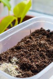 Is mold in plant soil harmful? How To Fix Mould In Terrariums 7 Easy Tips Tricks Terrarium Tribe