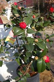 What do kramer's supreme camellias look like? Camellia Kramers Supreme