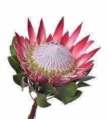 They do this by cleaving the peptide bonds within proteins by hydrolysis, a reaction where water breaks bonds. Protea Cynaroides Stock Photo Image Of Blue Flower Wallpaper Protea Flower Flower Wallpaper