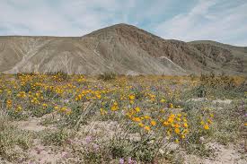 Maybe you would like to learn more about one of these? A Complete Guide To Anza Borrego Desert State Park