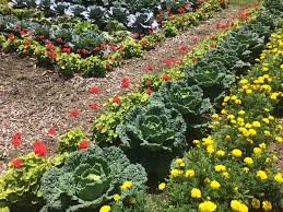 Allow about 1/10 acre of garden space for each member of the family. Heavy Rains Can Damage A Vegetable Garden But The Gardener Can Protect It The Washington Post