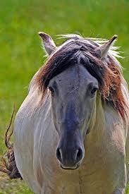 The tarpan is a prehistoric wild horse type. Konik Horses Are Not Tarpans True Nature Foundation