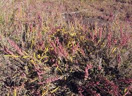 Image result for Sarcocornia perennis