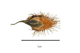 Image result for Fagopyrum snowdenii