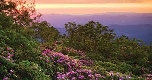 I find the mountain region to be a no, the peidmount area has some pockets, the shore area on the south end would be good. Where To Find Rhododendron In Western Nc Our State