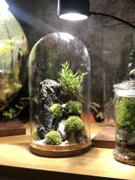 Miniature World In The Dome Glass Plant In Glass Terrarium Indoor Plants