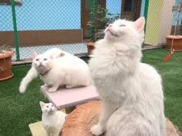Van Kedisi Cats Puppies Animals
