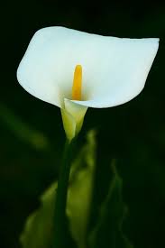 White Callas Flower Pictures Of Calla Lilies Calla Lily Calla