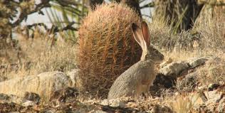 Prickly pear juice is often used to make jam or candy, but works wonders in cocktails and used in vinaigrettes for salads. Wildlife Wednesday Black Tailed Jackrabbit Red Rock Canyon Las Vegas