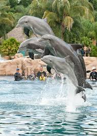 Discovery Cove Orlando Florida Swimming With The Dolphins Marine Animals Ocean Animals Animals Beautiful