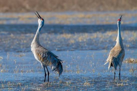 Common crane spotted in Central Alberta April 19 2025