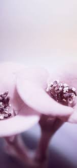 Download, share or upload your own one! Mw88 Flower Red Purple Beautiful Rain Nature Flare Wallpaper