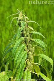 Image result for Sesamum