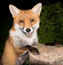 Steve Downer (@SteveDownerFilm)