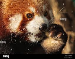 Image result for Panda oleosa